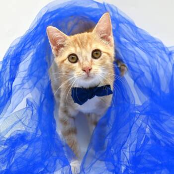 Rescue American Shorthair Cats for Adoption in Mobile, Alabama - Lionel | PetCurious