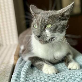 Enchantress -  Domestic Short Hair Cat for Adoption in Long Beach, California - Enchantress | PetCurious