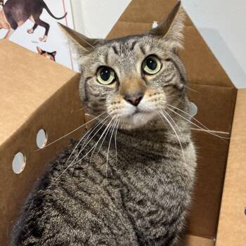 Domestic Short Hair Cats Available for Adoption - Tu | PetCurious