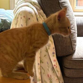Simba -  Domestic Short Hair Cat for Adoption in Traverse City, Michigan - Simba | PetCurious