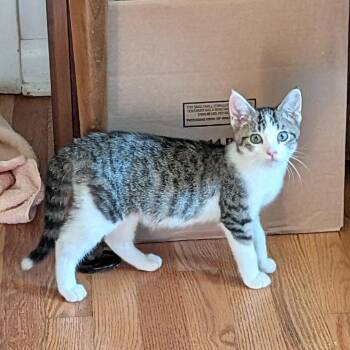 Dolly -  Domestic Short Hair Cat for Adoption in Belleville, Illinois - Dolly | PetCurious