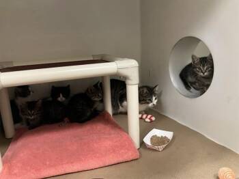 SANDCASTLE -  Domestic Short Hair Cat for Adoption in Boston, Massachusetts - SANDCASTLE | PetCurious