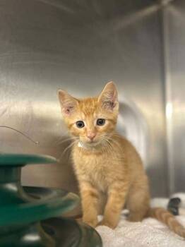 Norman -  Domestic Short Hair Cat for Adoption in Munster, Indiana - Norman | PetCurious