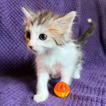 Blossom -  Domestic Long Hair Cat for Adoption in Lewisville, Texas - Blossom | PetCurious