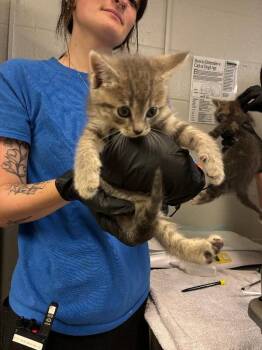 Chai -  Domestic Short Hair Cat for Adoption in Cincinnati, Ohio - Chai | PetCurious