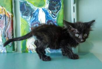 Sabrina -  Domestic Short Hair Cat for Adoption in San Antonio, Texas - Sabrina | PetCurious