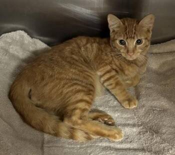 Riddle -  Domestic Short Hair Cat for Adoption in Chamblee, Georgia - Riddle | PetCurious
