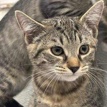 Full Tab (green collar) -  Domestic Short Hair Cat Available for Adoption in Philadelphia, Pennsylvania - Full Tab (green Collar) | PetCurious