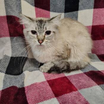 Siamese Cats Available for Adoption - Squeaker | PetCurious