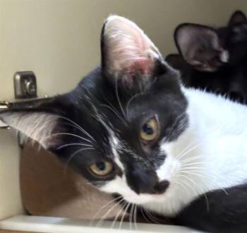 CALVIN -  Domestic Short Hair Cat for Adoption in Dedham, Massachusetts - CALVIN | PetCurious