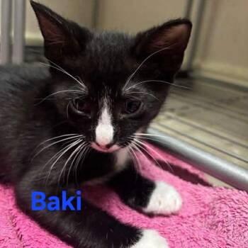 Baki -  Domestic Short Hair Cat for Adoption in Baytown, Texas - Baki | PetCurious