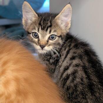 Domestic Short Hair Cats Available for Adoption in Buchanan Dam, Texas - Axel | PetCurious