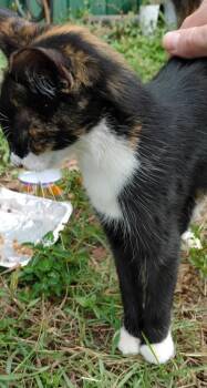 Rescue Domestic Short Hair Cats for Adoption in Mobile, Alabama - ~ Courtesy ~ Callie | PetCurious