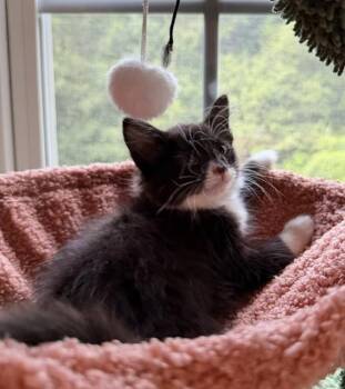 ALEXANDAR -  Domestic Medium Hair Cat for Adoption in Charlotte, North Carolina - ALEXANDAR | PetCurious