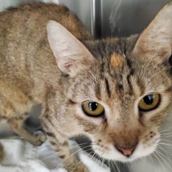 Raven -  Domestic Short Hair Cat for Adoption in Freeport, Florida - Raven | PetCurious
