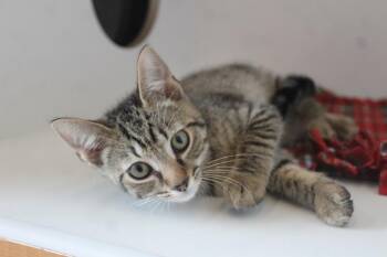 Talespin -  Domestic Short Hair Cat for Adoption in Chestertown, Maryland - Talespin | PetCurious