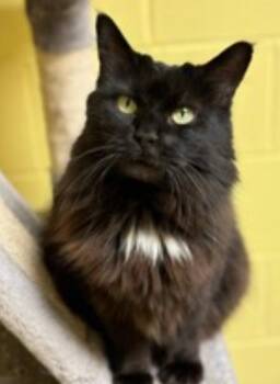 Domestic Medium Hair Cats Available for Adoption - Indie | PetCurious