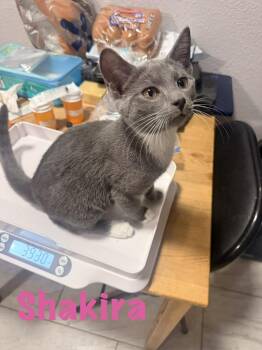 Shakira -  Domestic Short Hair Cat for Adoption in Ruskin, Florida - Shakira | PetCurious