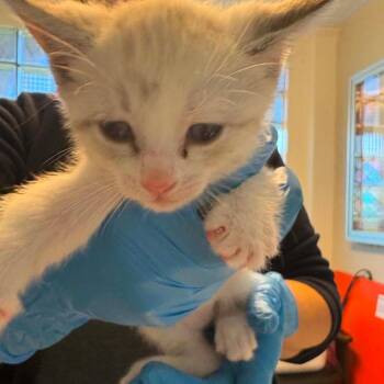 Domestic Short Hair Cats Available for Adoption in Knoxville, Tennessee - Pearl | PetCurious