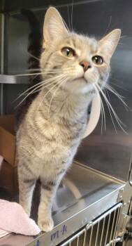 Martini -  Domestic Short Hair Cat for Adoption in Sandusky, Ohio - Martini | PetCurious