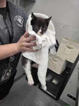 Beastie Boy -  Domestic Short Hair Cat for Adoption in Sevierville, Tennessee - Beastie Boy | PetCurious