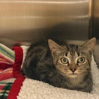 Otterpop -  Domestic Short Hair Cat for Adoption in Lynchburg, Virginia - Otterpop | PetCurious