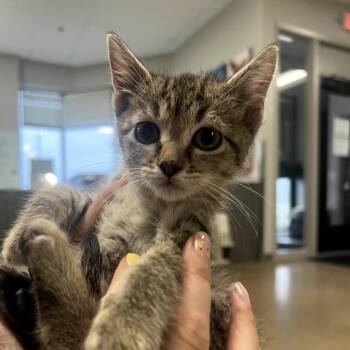 Sprint -  Domestic Short Hair Cat for Adoption in Chaska, Minnesota - Sprint | PetCurious