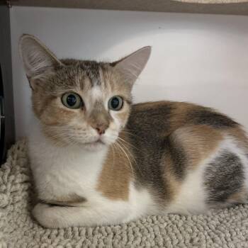 Phoebe -  Domestic Short Hair Cat for Adoption in Park City, Utah - Phoebe | PetCurious