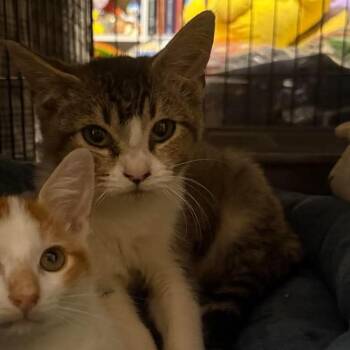 Kitten 4 -  Domestic Short Hair Cat for Adoption in Baytown, Texas - Kitten 4 | PetCurious