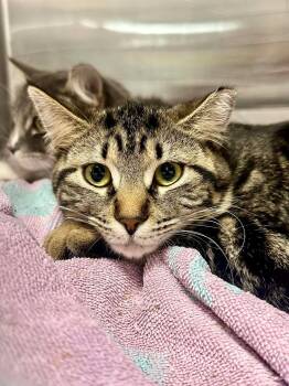 Domestic Short Hair Cats Available for Adoption - Fiona Forest | PetCurious