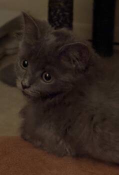 Tug -  Russian Blue Cat for Adoption in Cuyahoga Falls, Ohio - Tug | PetCurious