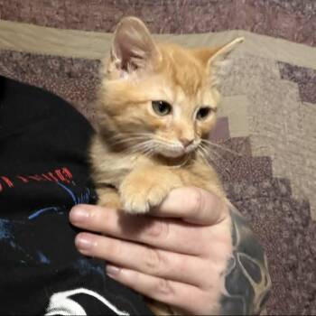 Bop It! -  Domestic Medium Hair Cat Available for Adoption in Middletown, Ohio - Bop It! | PetCurious