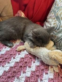 Poppy -  Domestic Medium Hair and Domestic Short Hair Cat for Adoption in Montreal, Quebec - Poppy | PetCurious