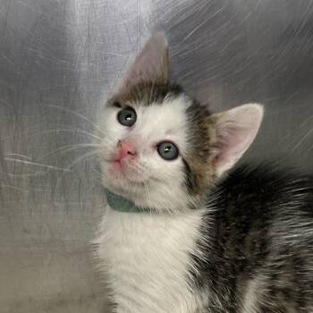 Bucket -  Domestic Short Hair Cat for Adoption in Palm Springs, California - Bucket | PetCurious