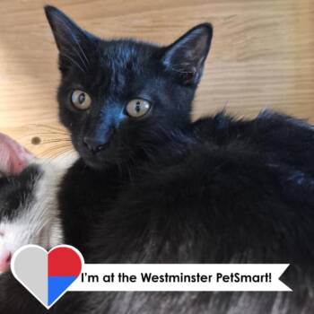 Chipotle Mayo -  Domestic Short Hair Cat for Adoption in Fort Collins, Colorado - Chipotle Mayo | PetCurious
