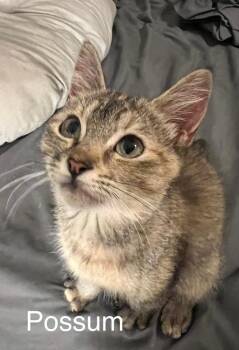 Possum -  Domestic Short Hair Cat for Adoption in Plumerville, Arkansas - Possum | PetCurious