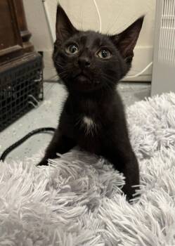 Taco -  Domestic Short Hair Cat for Adoption in Frisco, Texas - Taco | PetCurious