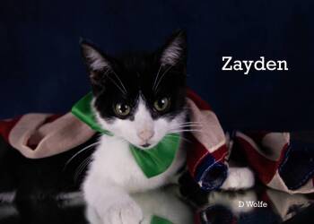 Zayden -  Tuxedo Cat for Adoption in York, Nebraska - Zayden | PetCurious