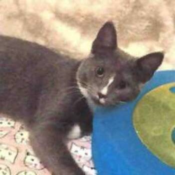 Trixie -  Domestic Short Hair Cat for Adoption in Lakewood, Colorado - Trixie | PetCurious