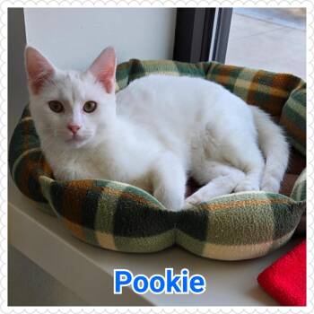Domestic Short Hair Cats Available for Adoption - Pookie | PetCurious