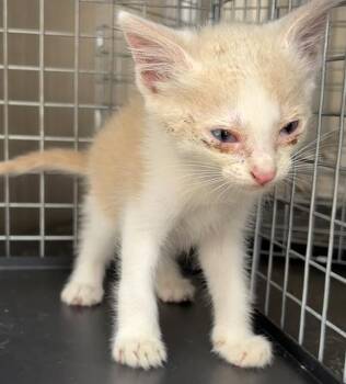 LEMON -  Domestic Short Hair Cat for Adoption in Grand Prairie, Texas - LEMON | PetCurious