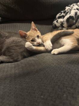 Tootsie Roll -  Domestic Short Hair Cat for Adoption in Broomall, Pennsylvania - Tootsie Roll | PetCurious