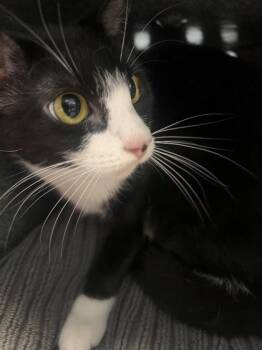 Vroom -  Domestic Short Hair Cat for Adoption in Daytona Beach, Florida - Vroom | PetCurious