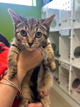 Liberty -  Domestic Short Hair Cat for Adoption in Delson, Quebec - Liberty | PetCurious