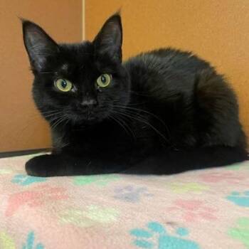 Penny -  Domestic Short Hair Cat Available for Adoption in Rochester, Minnesota - Penny | PetCurious
