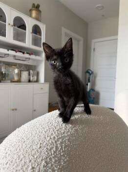OLIVE -  Domestic Short Hair Cat for Adoption in Charlotte, North Carolina - OLIVE | PetCurious