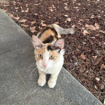 Sabrina -  Domestic Long Hair Cat for Adoption in Hemet, California - Sabrina | PetCurious