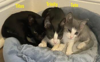 Tate, Titus, and Trinity. -  Domestic Short Hair Cat for Adoption in Melrose, Massachusetts - Tate, Titus, And Trinity. | PetCurious
