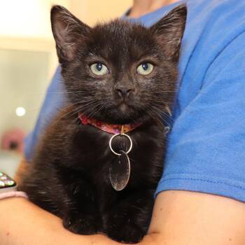 Domestic Short Hair Cats Available for Adoption in Port Washington, New York - Javadi | PetCurious