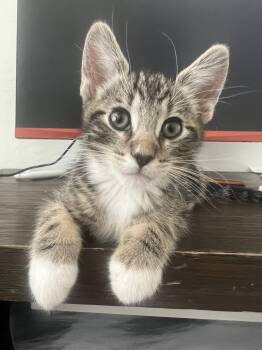 Pepper -  Domestic Short Hair Cat Available for Adoption in San Tan Valley, Arizona - Pepper | PetCurious